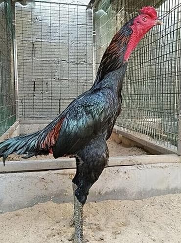 продам курей: Продаю | Петух | Бойцовая | Для разведения — 2