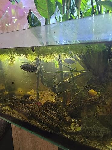 аквариумные растения: Аквариум с живыми растениями и рыбами - Объём: ориентировочно 60–100 — 1