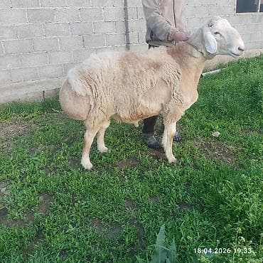 рыбы купить: Продаю | Баран (самец) — 3