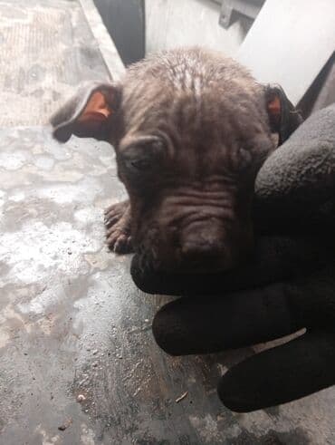 Щенок, ориентировочно новорождённый/очень маленького возраста