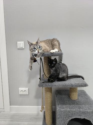 котёнк: Кошка даром: Беспородная, 3 месяца, Девочка, Приучена к лотку, Проглистована — 10