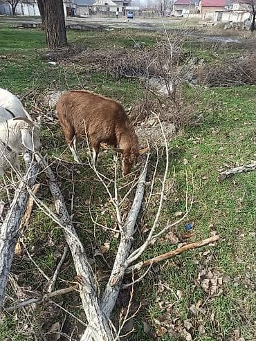 скоттиш фолд шотландская вислоухая кошка: Продаю | Коза (самка) | Зааненская, Битал | Для молока | Котные — 2