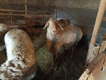 мышка ош: Сатам | Ургаачы кой (ургаачы), Козу | Аргын, Эдильбай, Арашан | Көбөйтүү үчүн — 4