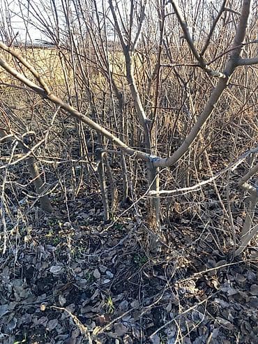 помидор цена: Саженцы яблони «Молдованский полукарлик» (летний сорт) - Возраст — 3