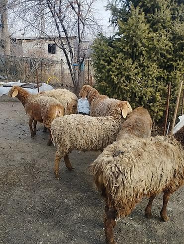 котята ош: Продаю | Ягненок | Полукровка, Арашан | Для разведения | Ярка — 3