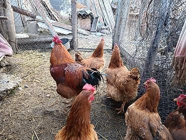 Башка жаныбарлар: Корейский тоджон чистые крупные семья — 8