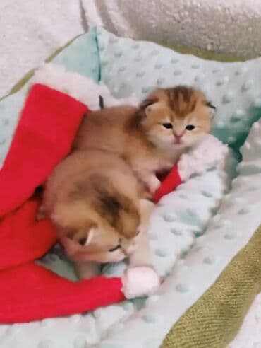 британская кошка серебристая шиншилла: Предлагаем для бронирования чистопородных малышей. Окрас: золотая и — 7