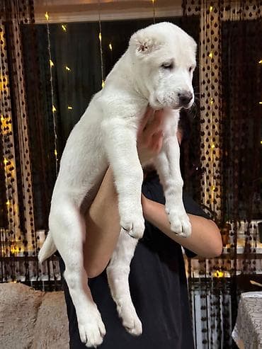 романовские овцы: Щенки крупной рабочей породы (тип молосс) с мощным костяком и — 8