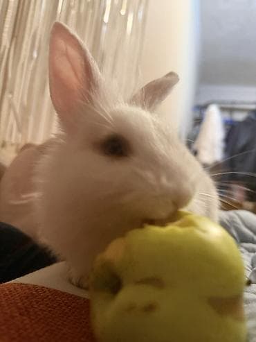 кемири: Карликовый декоративный кролик (белый, короткошерстный) Девочка — 5