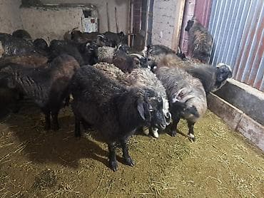 кой айдайт: Сатам | Эчки (ургаачы) | Аргын | Көбөйтүү үчүн — 1