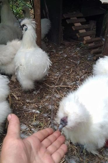 шагыл сокулук: На продажу шёлковые кур петух — 1