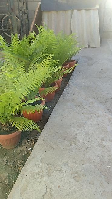 4 pot: Папоротник в горшке (улично-комнатный декоративный) Описание: - — 2