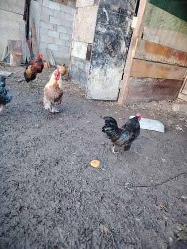 жапалак птица: Карлик япон петух короз Молодой жаш не кричит ещё кыйкыра элек — 4