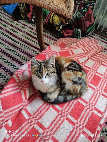 котята простые: Кошка даром: Экзотическая, 5 месяцев, Девочка — 1