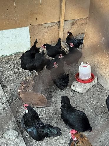 Иттер: На продажу красивые карлики куры петухи в наличии — 2