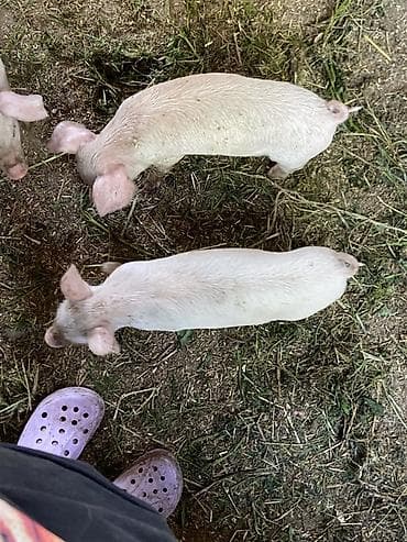 Айыл-чарба жаныбарлары: Сатам | Торопой | Көбөйтүү үчүн — 4