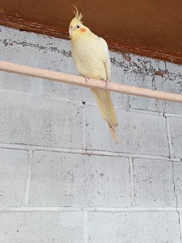 Попугаи для дома и вольера — несколько видов и окрасов. - Кореллы