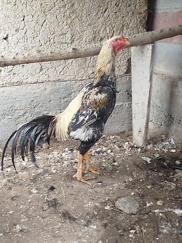 куриные шеи: Продаю | Куры — 5