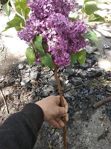 купить сирень бишкек: Ветви Сирени — 3