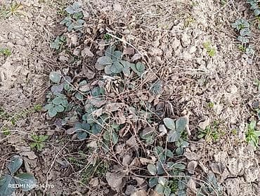 умный дом: 80 соток, Для сельского хозяйства — 4