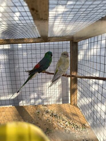 купить домашних курей: Срочно продаю попугай певчий пара рабочая примерно 2 года — 2