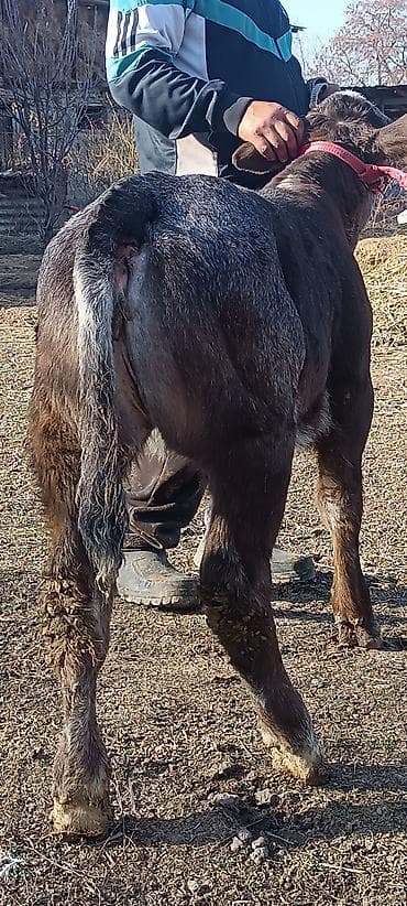 Ветеринар кызматы: Сатам | Музоо | Аргын | Көбөйтүү үчүн | Байланган — 1