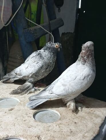 ак кеклик: Пара голубь двух-чубый, голубка чубатая 1600 сом. обмен интересует — 2
