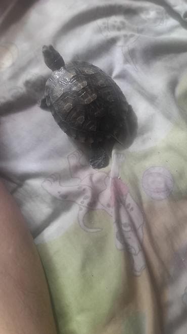 красноухие черепахи: Красноухая черепаха (Trachemys scripta elegans) - Домашний питомец — 4