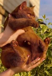 ящик для документов: ✨ БРИТАНСКИЕ КОТЯТА ЗОЛОТИСТОЙ ШИНШИЛЛЫ В ПОИСКАХ ДОМА! ✨ Наши малыши — 5