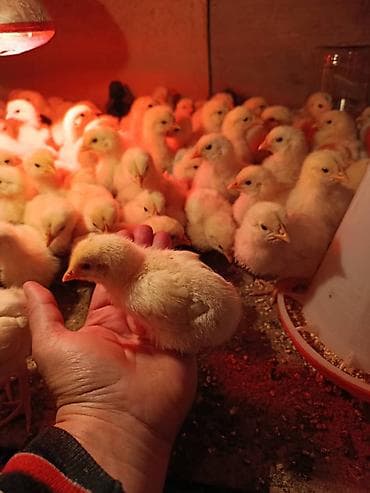 перья: Продаю | Цыплята | Бройлерная | На забой — 4