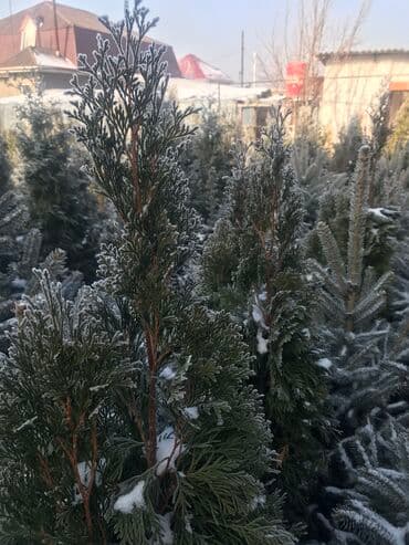 автоматический секатор для обрезки деревьев: Продаются голубые ели, туи, сосны Доставка по всей стране Размеры от — 4
