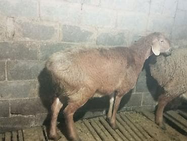 лайка рабочий: Продаю | Баран (самец) | Для разведения — 5