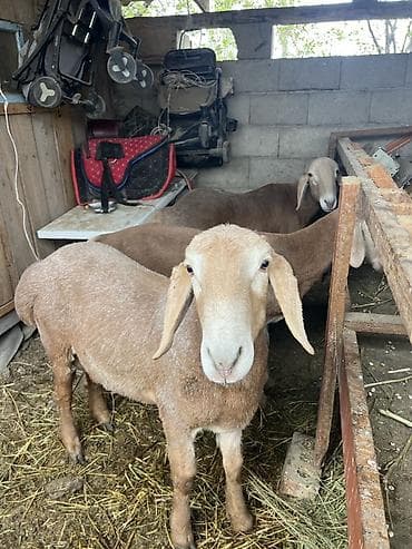 голден гусы: Продаю | Овца (самка) | Для разведения — 2