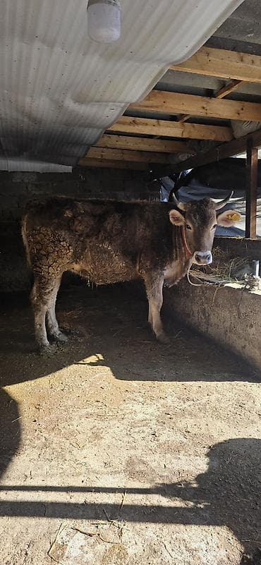 Үй жаныбарлары үчүн товарлар: Сатам | Уй (ургаачы) | Сүт алуу үчүн | Кунажын — 1