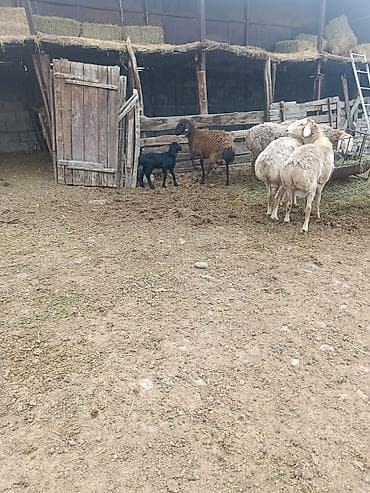 лама альпака: Продаю | Овца (самка) | Для разведения | Матка — 5