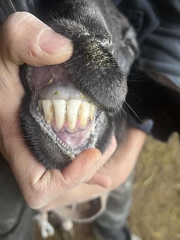 голубая рыбка: Продаю | Баран (самец) | На забой, Для разведения | Матка — 4