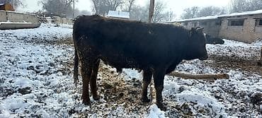 быки токмок: Продаю | Бык (самец) — 3