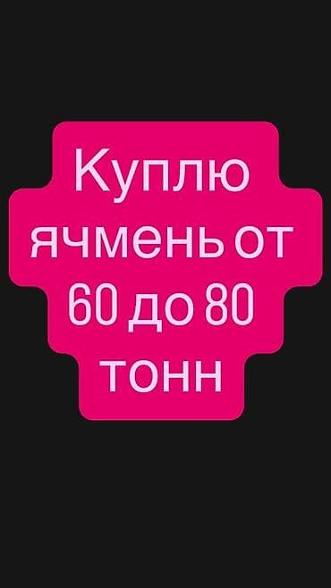 Үй жаныбарлары: Куплю ячмень объемом от 60 до 80 тонн. Поменяюсь на автомобиль Toyota — 1