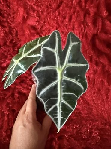 саж: Ароидные комнатные растения (редкие сорта), в индивидуальных — 6