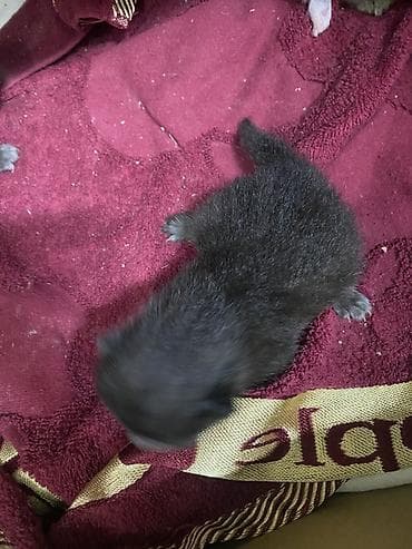 котята на продажу: Котята от домашней кошки - Порода: домашняя короткошёрстная (окрас у — 6