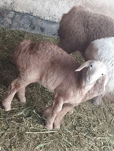 Другие животные: Продаю | Ягненок | Для разведения | Племенные — 5