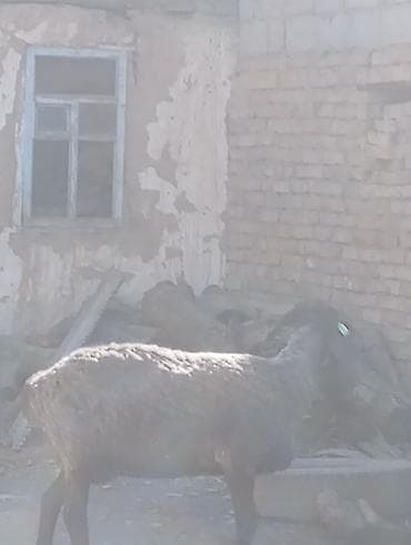 овцы романовский породы: Продаю | Овца (самка) | Для разведения | Матка — 2