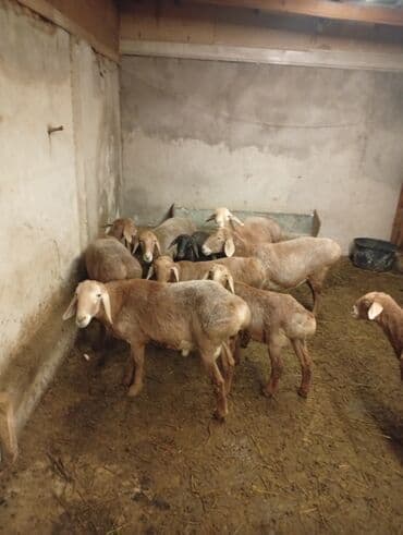 продажа коров: Продаю | Овца (самка) | Для разведения | Матка — 2