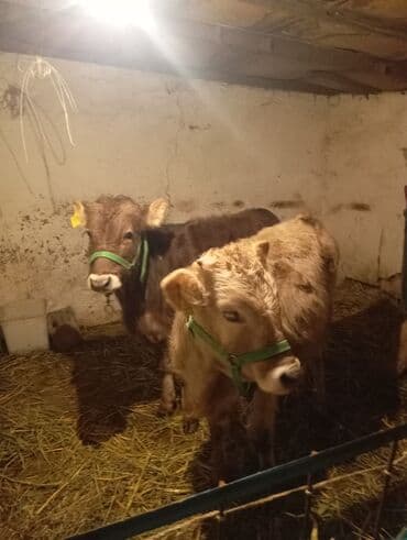 мал сату: Сатам | Бука (эркек), Музоо | Швиц | Бордоп семиртүү үчүн, Көбөйтүү үчүн | Байланган — 3