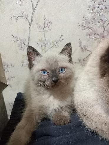 сөөл жан: Отдам в ХОРОШИЕ РУКИ! БЕСПЛАТНО! обращаться по номеру — 2