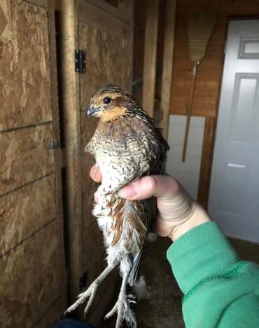 улака атар: Продаю | Куры, Петух — 6