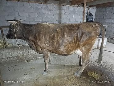 форели цена: Ушул жакын бооз уй сатылат 1 айда тууйт баасы 120000 — 3