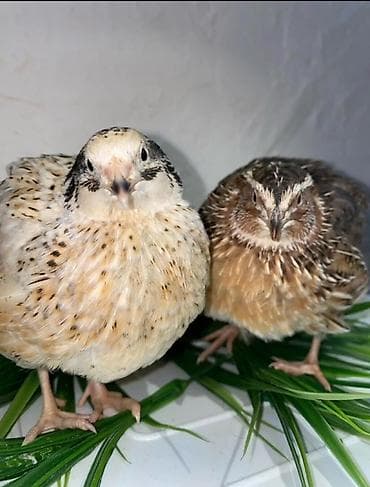 циплята брама: Продаются перепелки самцы живые для забоя самостоятельно! Молодняк — 2