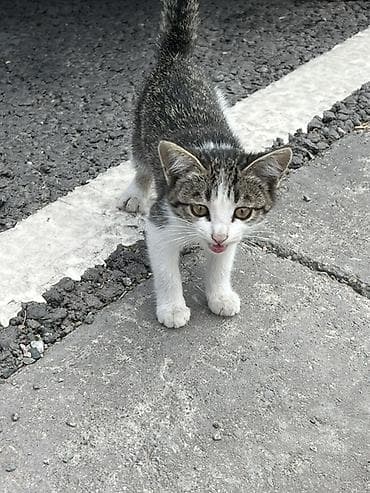 черепаховая кошка: Котёнок, окрас бело-тигровый (белые лапки, грудка и мордочка — 3