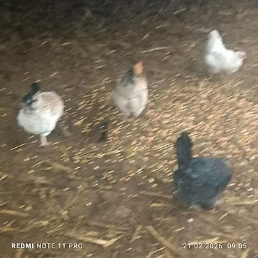 гнездо для кур: Продаю курей есть 4 штук прошу по 800 сом за каждого находится — 6